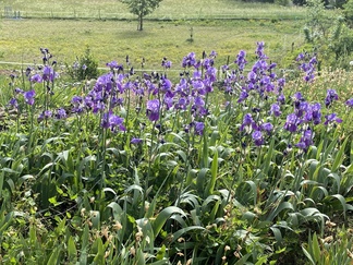 Iirikset kukkeimmillaan_kevät 2023