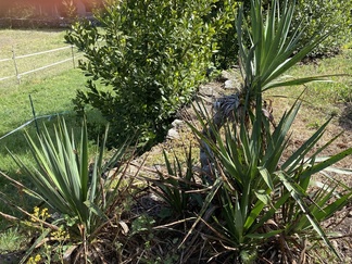 Jukkapalmu_kevät 2023