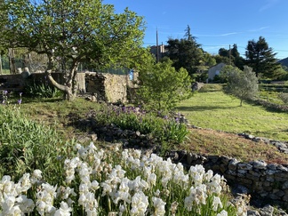 Iirikset kukkeimmillaan_kevät 2023