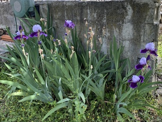 Iirikset kukkeimmillaan_kevät 2023