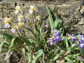 Iirikset kukkeimmillaan_kevät 2023