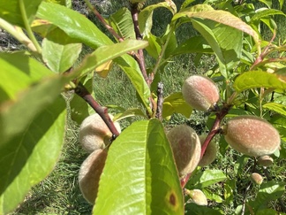 Aprikoosisatoa tulossa_kevät 2023