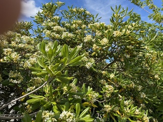 Pensasaita valkoisin kukin_kevät 2023